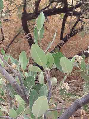 Senegal boscia(Boscia senegalensis)
