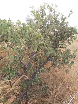 Senegal boscia(Boscia senegalensis)