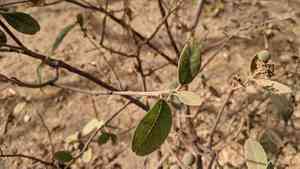 Senegal boscia(Boscia senegalensis)