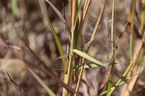 Cane bluestem(Bothriochloa barbinodis)
