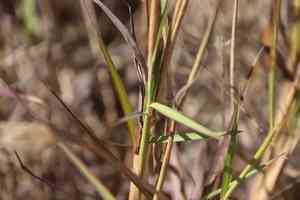 Cane bluestem(Bothriochloa barbinodis)