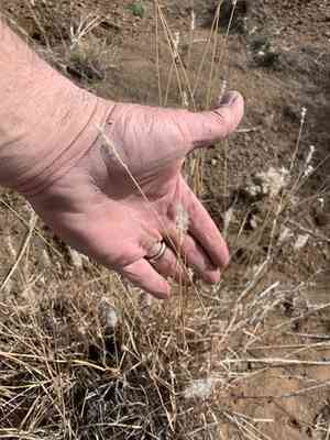 Cane bluestem(Bothriochloa barbinodis)