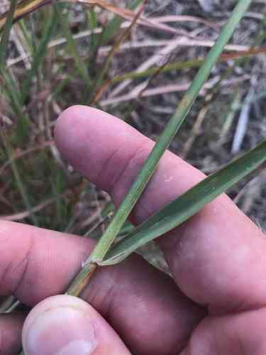 Cane bluestem(Bothriochloa barbinodis)