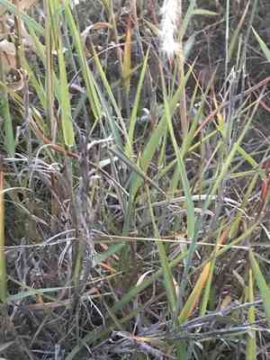 Cane bluestem(Bothriochloa barbinodis)