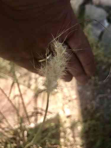 Cane bluestem(Bothriochloa barbinodis)