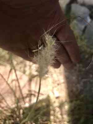 Cane bluestem(Bothriochloa barbinodis)