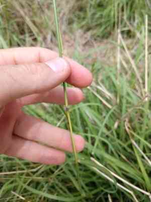 Blue grass(Bothriochloa bladhii)