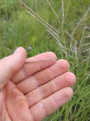 Blue grass(Bothriochloa bladhii)