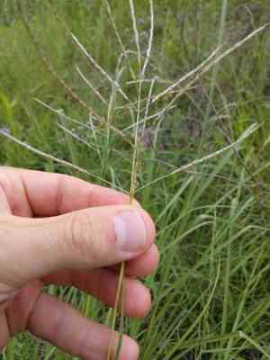 Blue grass(Bothriochloa bladhii)