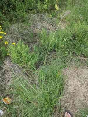 Blue grass(Bothriochloa bladhii)