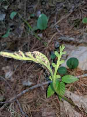 Tailed grapefern(Botrychium acuminatum)
