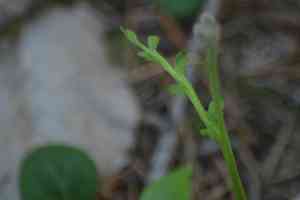 Tailed grapefern(Botrychium acuminatum)