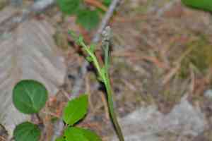 Tailed grapefern(Botrychium acuminatum)