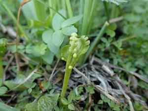 Scalloped moonwort(Botrychium crenulatum)