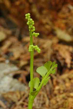 Scalloped moonwort(Botrychium crenulatum)