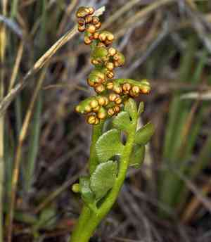 Scalloped moonwort(Botrychium crenulatum)