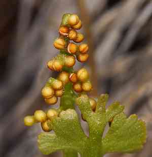 Scalloped moonwort(Botrychium crenulatum)