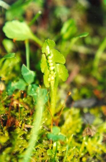 Scalloped moonwort (Botrychium crenulatum) Care Guide: Pests, Diseases ...