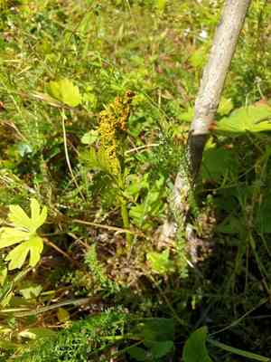 Lanceleaf grapefern(Botrychium lanceolatum)