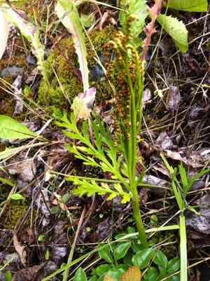 Lanceleaf grapefern(Botrychium lanceolatum)