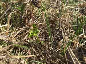 Lanceleaf grapefern(Botrychium lanceolatum)
