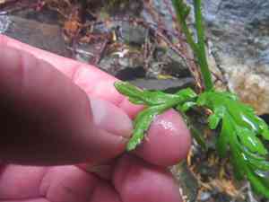 Lanceleaf grapefern(Botrychium lanceolatum)