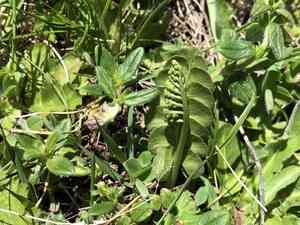 Common moonwort (Botrychium lunaria) Care Guide: Pests, Diseases ...