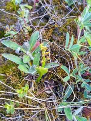 Common moonwort (Botrychium lunaria) Care Guide: Pests, Diseases ...