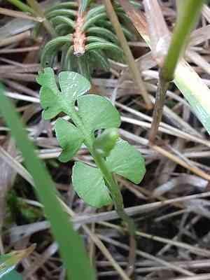 Common moonwort (Botrychium lunaria) Care Guide: Pests, Diseases ...
