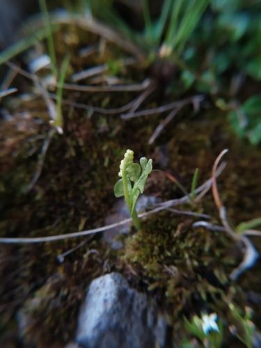 Common moonwort (Botrychium lunaria) Care Guide: Pests, Diseases ...