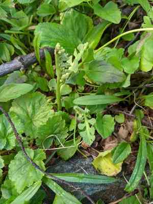 Mingan moonwort(Botrychium minganense)