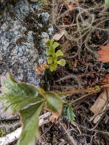 Mingan moonwort (Botrychium minganense) Care Guide: Pests, Diseases ...