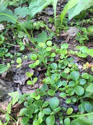 Mingan moonwort(Botrychium minganense)