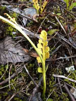 Mingan moonwort(Botrychium minganense)