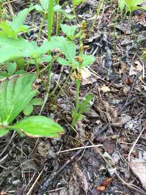 Mingan moonwort(Botrychium minganense)