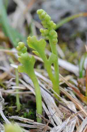 Mountain moonwort (Botrychium montanum) Care Guide: Pests, Diseases ...
