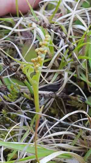 Pale botrychium(Botrychium pallidum)