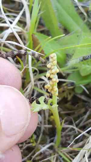 Pale botrychium(Botrychium pallidum)