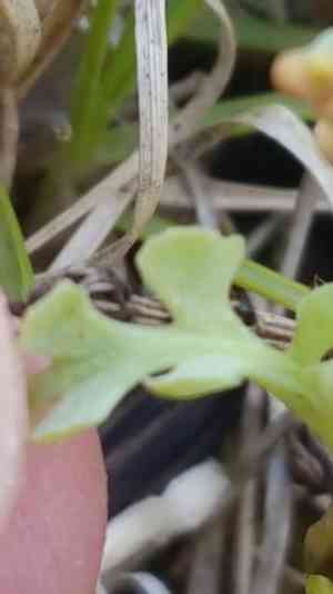 Pale botrychium(Botrychium pallidum)