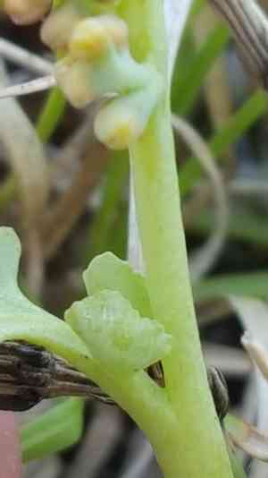 Pale botrychium(Botrychium pallidum)