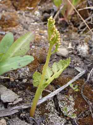 Northern moonwort(Botrychium pinnatum)