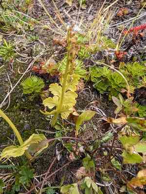 Northern moonwort(Botrychium pinnatum)