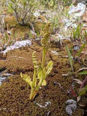 Northern moonwort(Botrychium pinnatum)