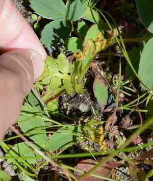 Northern moonwort(Botrychium pinnatum)