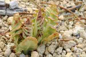Crater lake grapefern(Botrychium pumicola)