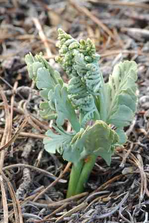 Crater lake grapefern(Botrychium pumicola)