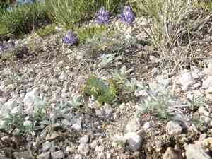 Crater lake grapefern(Botrychium pumicola)