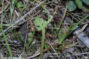 Spathulate botrychium(Botrychium spathulatum)