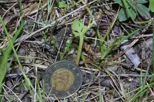 Spathulate botrychium(Botrychium spathulatum)