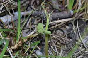 Spathulate botrychium(Botrychium spathulatum)